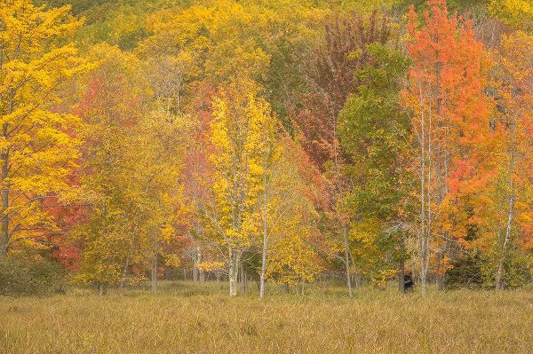Jaynes Gallery 아티스트의 USA-Maine-Acadia National Park Forest landscape in autumn colors작품입니다.